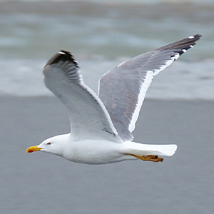 Lesser Black-backed Gull